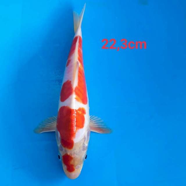 Kikusui 22cm