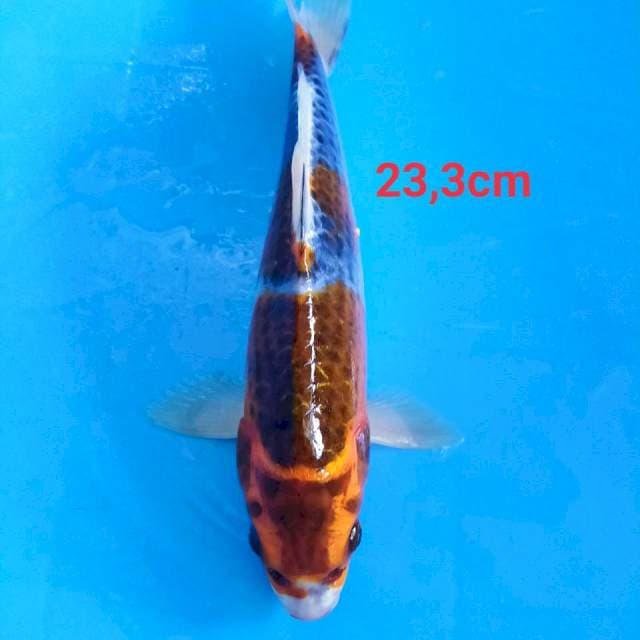 Kojaku _23,3cm