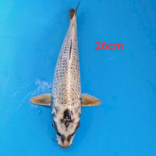 MUKASI 26CM 