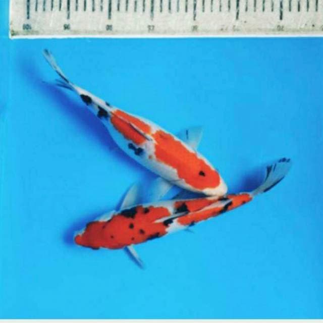 SANKE 26 & 27 CM