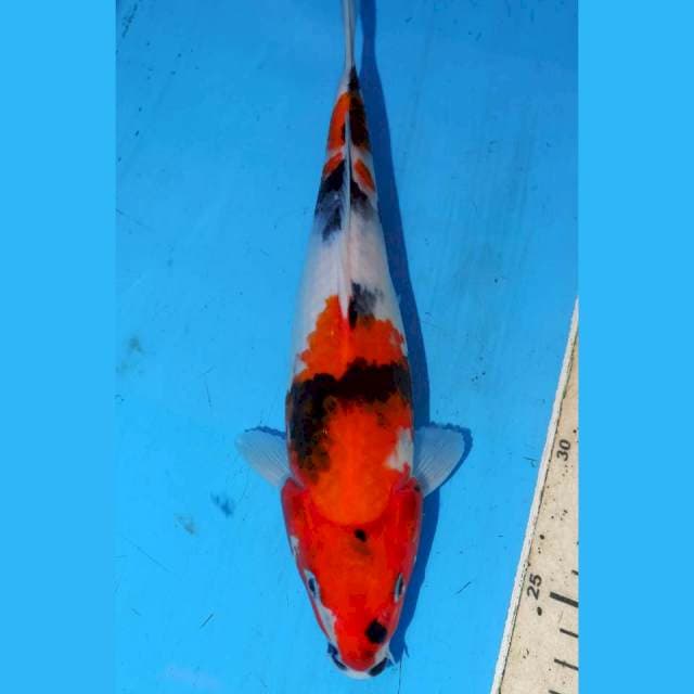 KINDAI SHOWA • 24cm