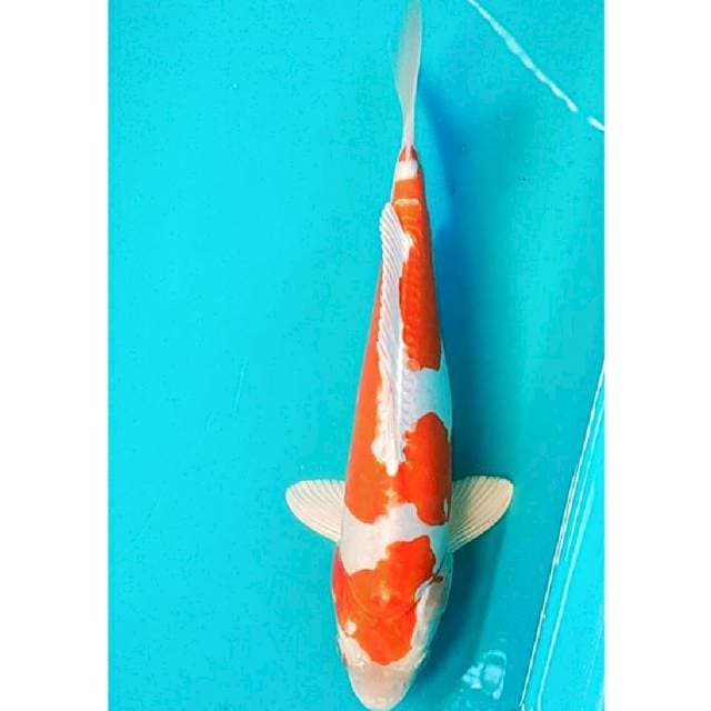 Kikushui jantan 31cm