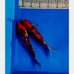 Sanke Strong 28cm