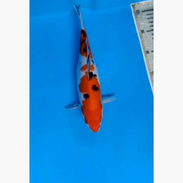 Sanke Strong 28cm