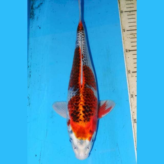 GOSHIKI • 33cm