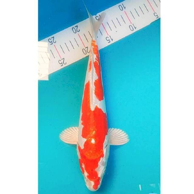 Kikushui Strong 32cm