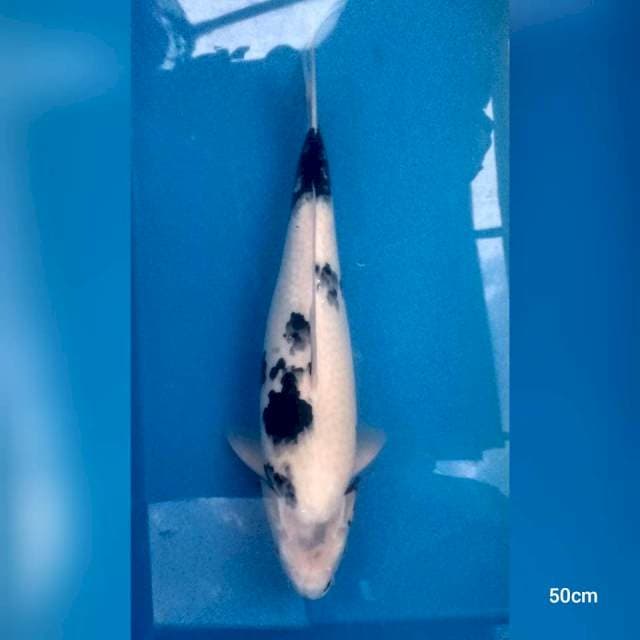 Jumbo omosako bloodline
