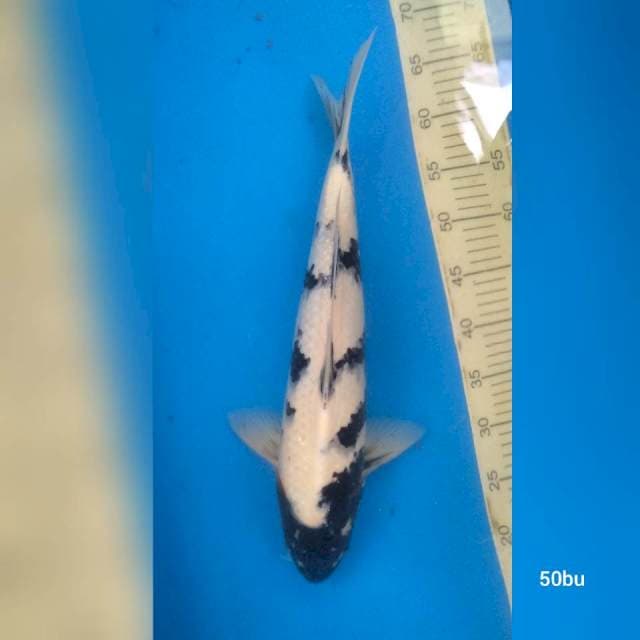 Jumbo maruyama bloodline
