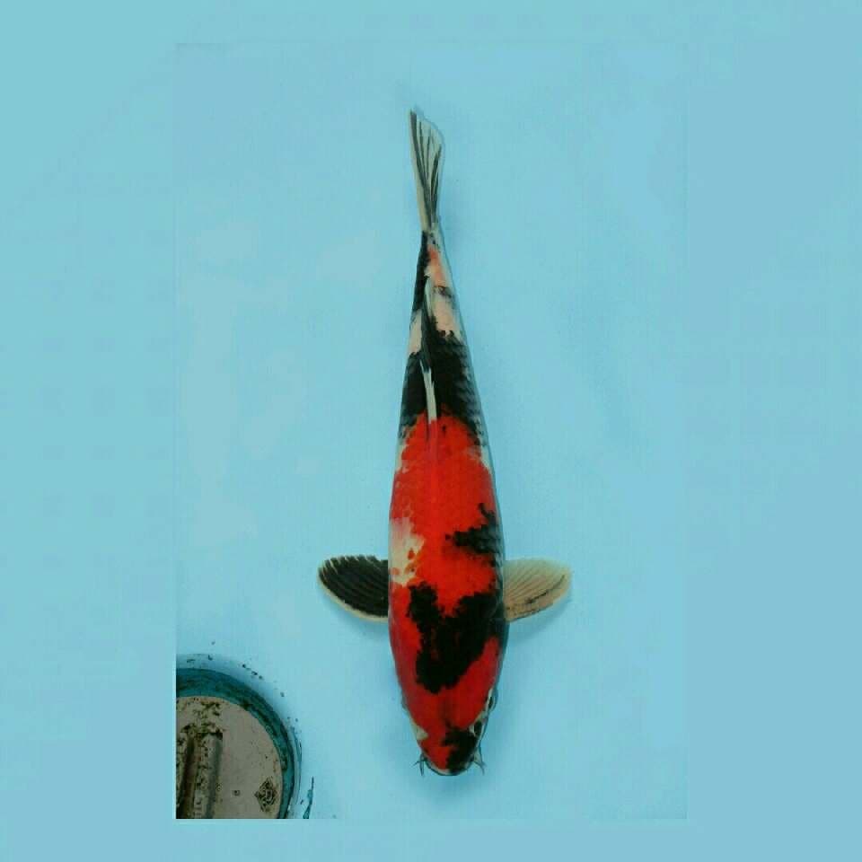 Showa 27cm