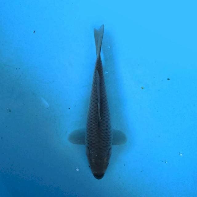 Soragoi 15 cm