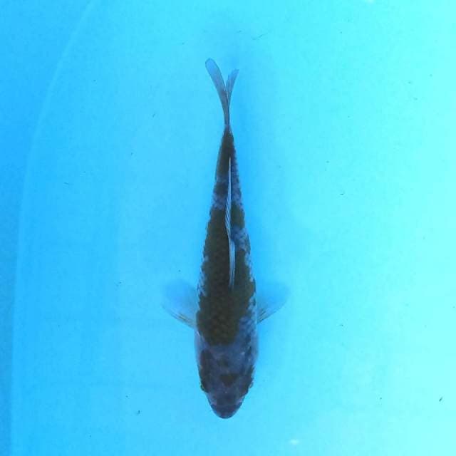Ochiba 15 cm