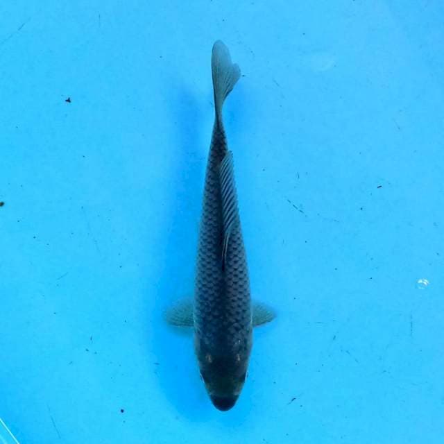 Soragoi 16 cm