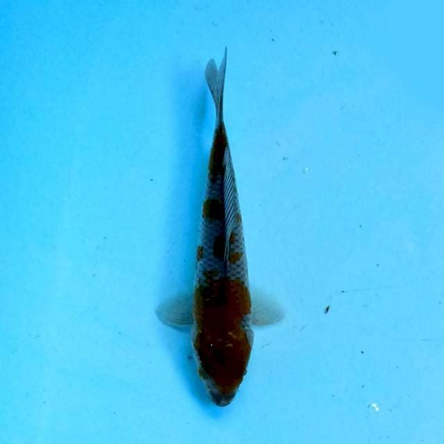Ochiba 15 cm