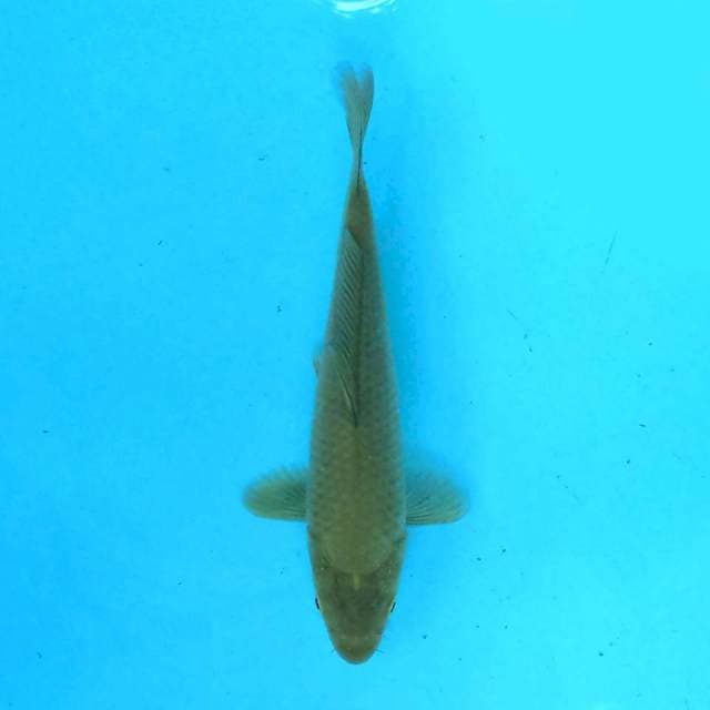 Midorigoi 17 cm
