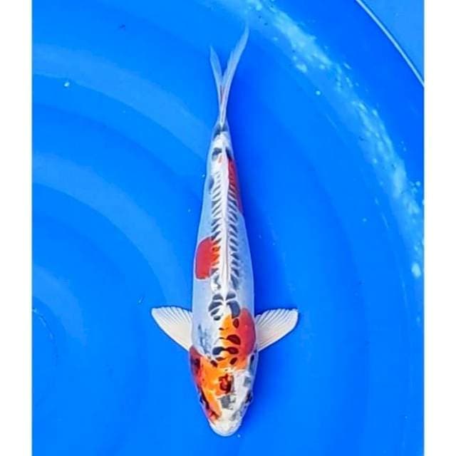 Beni Kikokuryu Original 31cm (F)