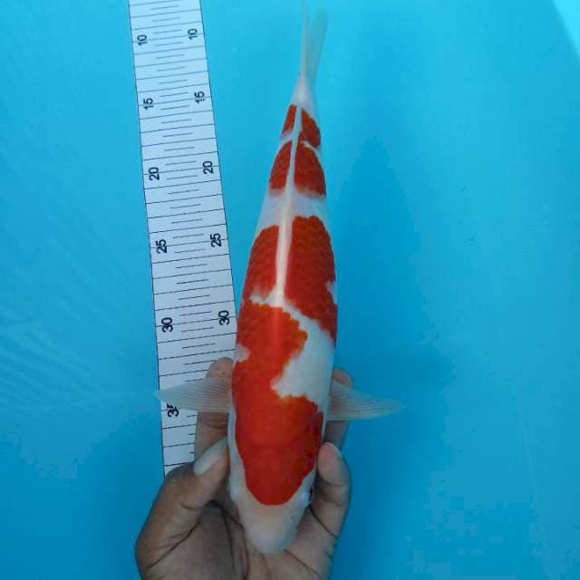 Kohaku 30 cm