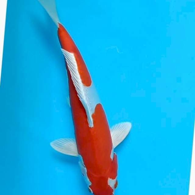 Kikushui
