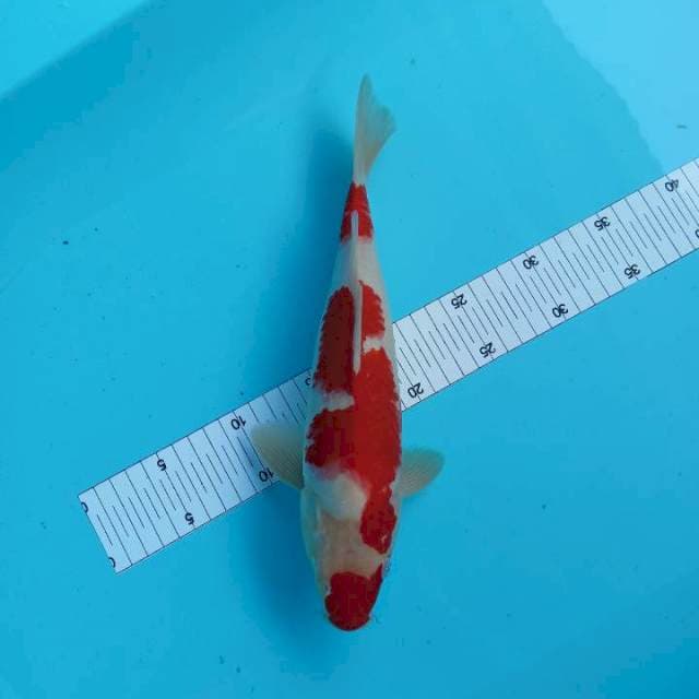 Kohaku 31 cm