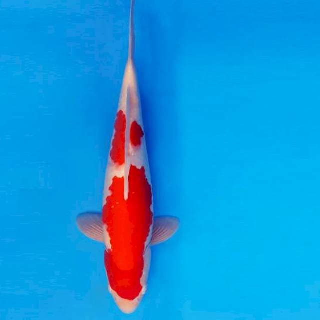 AKAGI 3 - KOHAKU JANTAN ®