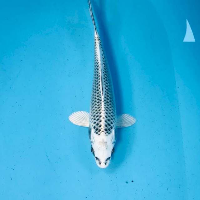 Gin Matsuba, 25 cm