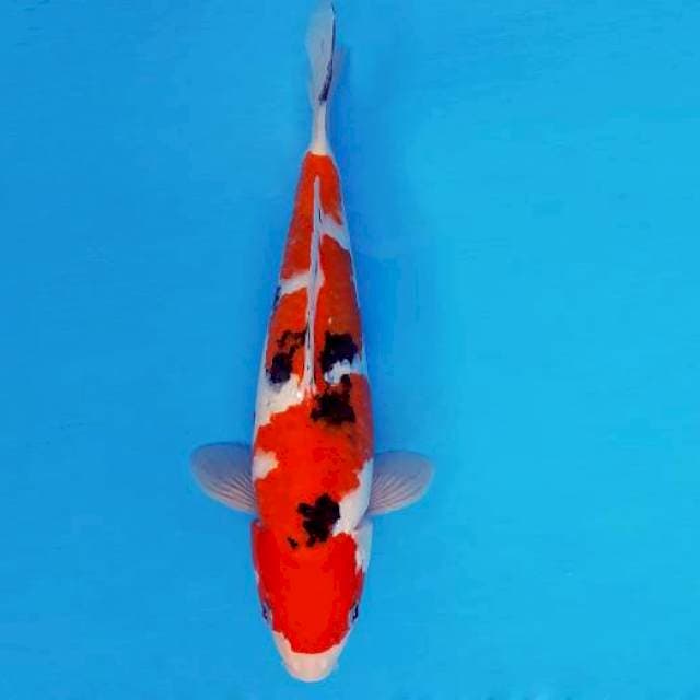 AKAGI 4 - TAISHO SANKE ®