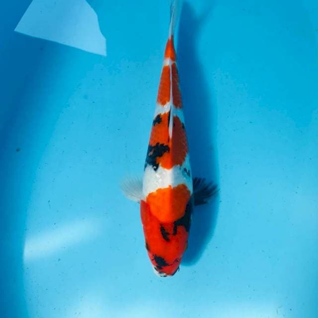 Showa, 34 cm
