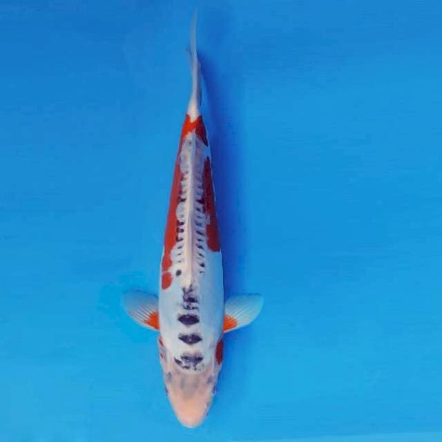 AKAGI 15 - SHUSUI ®