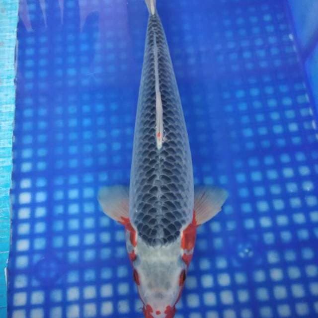 ASAGi 38cm