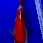 Showa tategoi 35cm