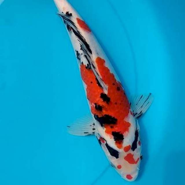Kanoko Sanke size 31cm