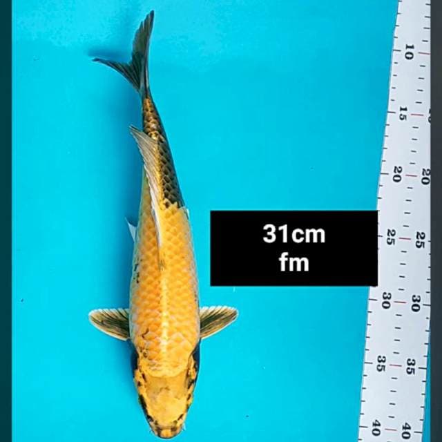 Kin ki showa 31cm 