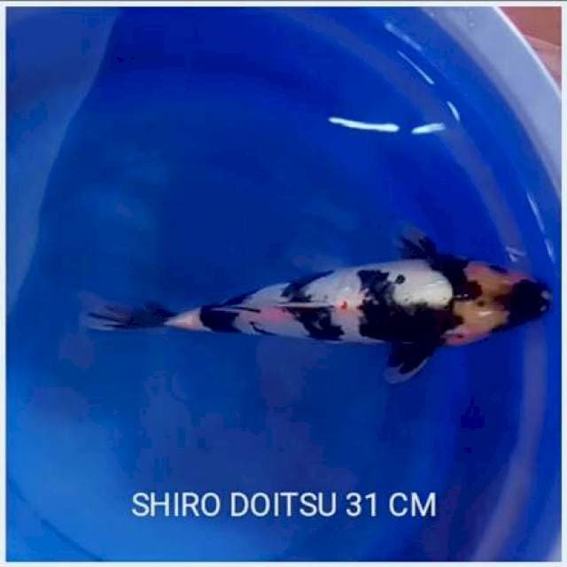 Siro doitsu