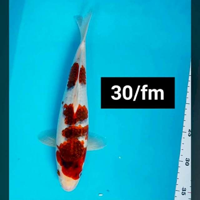 Goromo strong 30cm