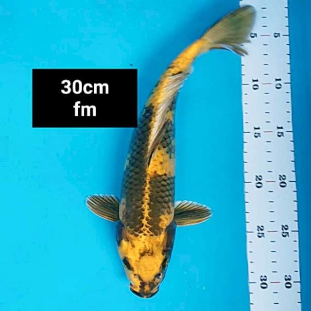 Kin ki utsuri 30cm