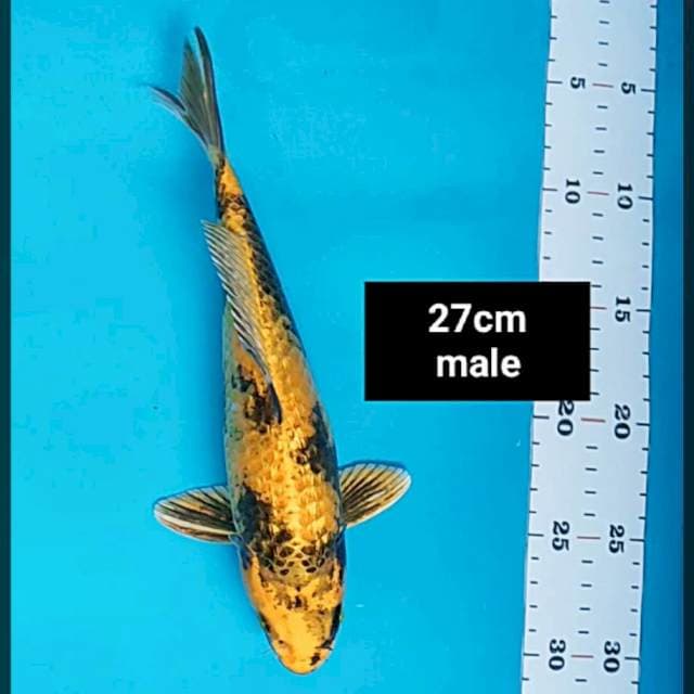 Kin showa ginrin 27cm male