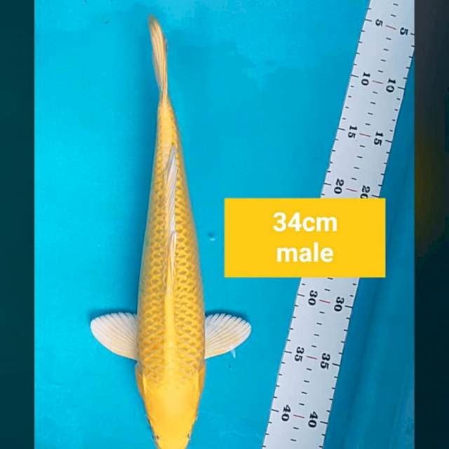 Ogon strong 34cm male