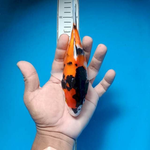 Antik Showa short body
