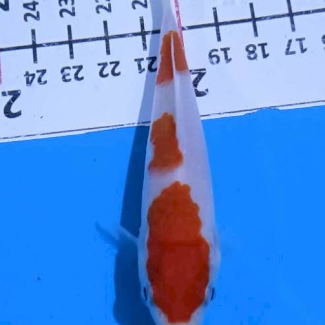 Kohaku step 3.. Manis