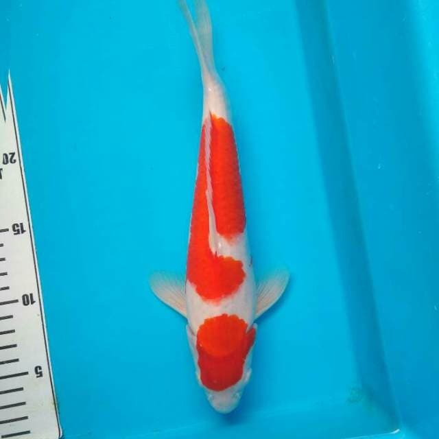 Kohaku Good