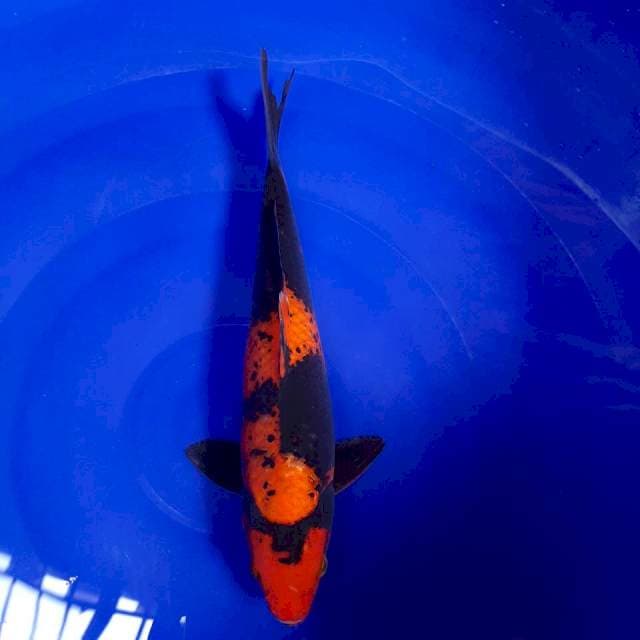 Hi Utsuri 25cm