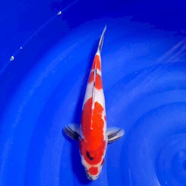 Showa 27cm