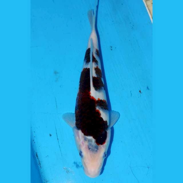 24CM BUDO KOROMO INAZUMA