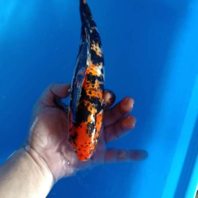 Showa blorok 27cm
