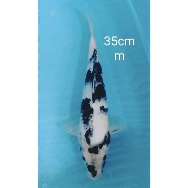 Shiro 35cm