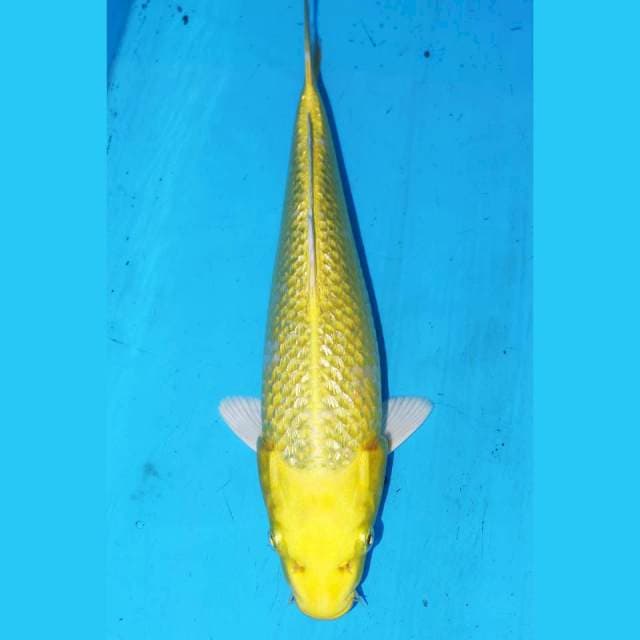 KINGINRIN YELLOW OGON