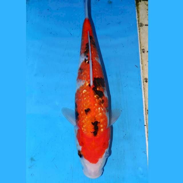 30CM INAZUMA KINGINRIN SANKE
