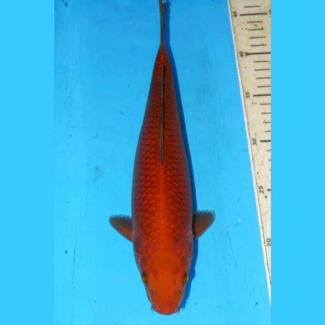 32CM BULKY CHAGOI