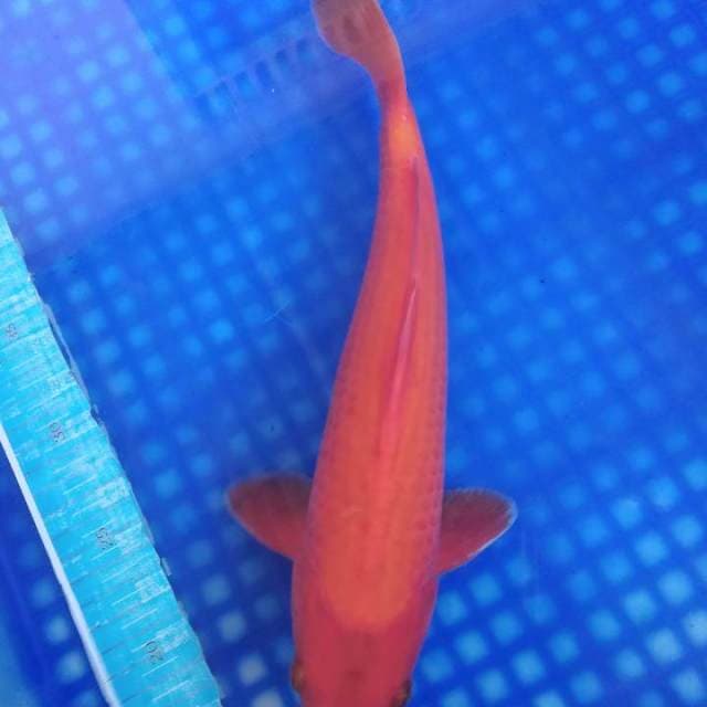 Benigoi 28cm