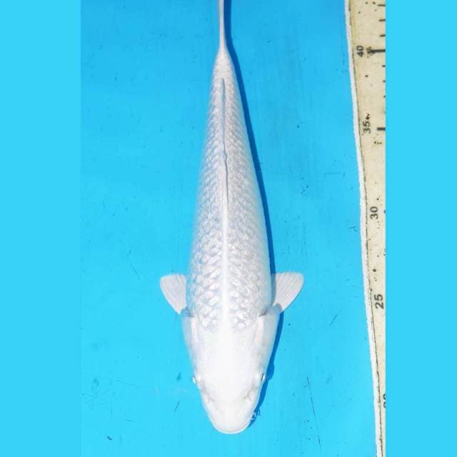 26CM KINGINRIN PLATINUM