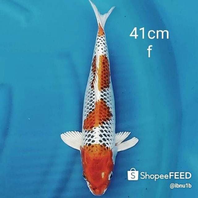 Kujaku bagus original 41cm